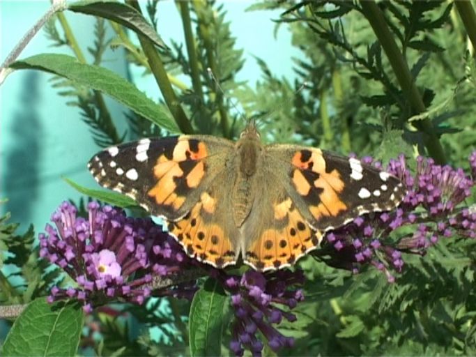 Distelfalter ( Vanessa cardui ), auf Sommerflieder : Moers, in unserem Garten, 24.07.2009